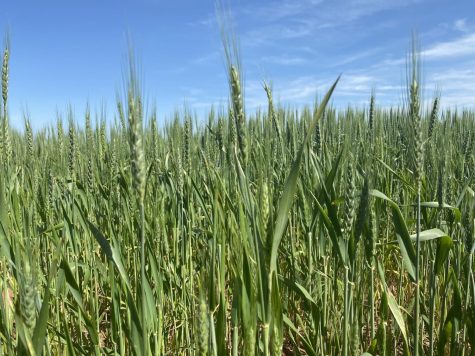 A field of wheat in northern Dewey County, Oklahoma. Wheat watchers are expecting a good harvest despite some fears of loss due to a recent freeze. More should be known later in the week, according to Oklahoma Wheat Commission executive director Mike Schulte.  
