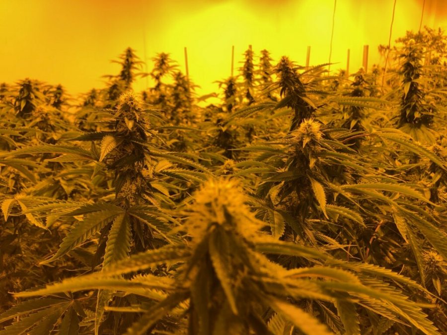 The canopy at Green Sky Pharms in Kingfisher, Okla.. Photo courtesy of Chris McAlvain.