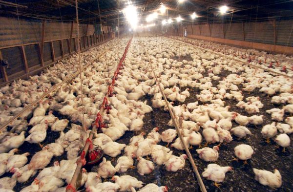 A chicken house in Seagrove, N.C.  North Carolina is one of the country’s largest poultry producers. Oklahoma ranks 15th in chicken production. /Photo courtesy KOSU.
