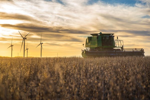 Stacy Simunek's winter wheat farm. Photo provided by Stacy Simunek.